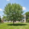 Populus Grandidentatum Bigtooth Aspen
