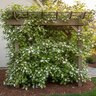 Actinidia Kolomikta Arctic Beauty Variegated Kiwi Vine
