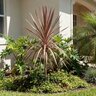 Cordyline Australis Pink Stripe Dracaena
