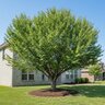 Prunus Salicinia AU Rubrum Plum