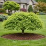 Acer Palmatum Kashima Yatsubusa Dwarf Japanese Maple