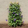 Thunbergia Battiscombei Clock Vines