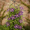 Clematis X Wildfire Early Large-Flowered Clematis