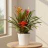 Guzmania species Bromeliad