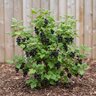 Ribes Nigrum Blackcurrant