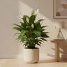 Spathiphyllum Wallisii Peace Lily