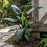 Alocasia Lauterbachiana Purple Sword Elephant Ears