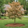 Cornus Florida Cherokee Daybreak Dogwood
