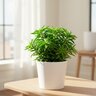 Peperomia Ferreyrae Happy Bean