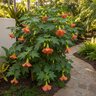 Abutilon X Red Tiger Flowering Maple