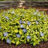 Vinca Minor Illumination Dwarf Periwinkle