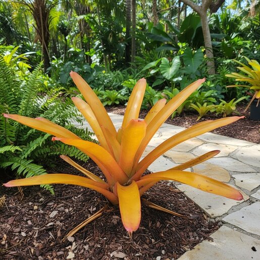 Aechmea Blanchetiana Raspberry Bromeliad | SiteOne US