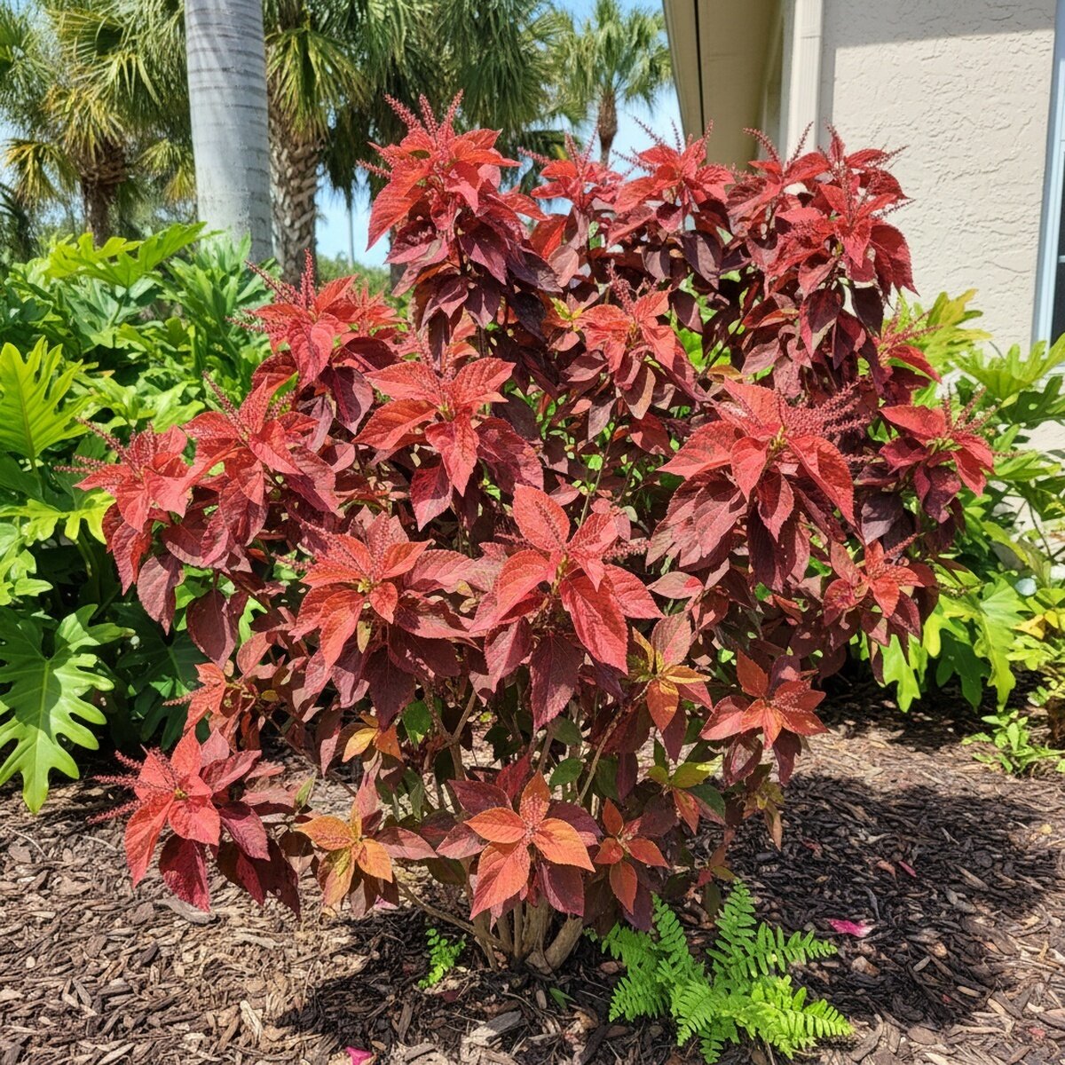 Acalypha Wilkesiana Tricolor Copperleaf | SiteOne US