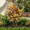 Cordyline Fruticosa Harlequin Ti Plant
