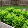 Lactuca Sativa Lettuce