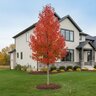 Acer rubrum Red Rocket Red Maple