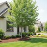 Cornus Kousa var. Chinensis Hanros Radiant Rose Chinese Dogwood