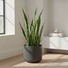 Sansevieria Trifasciata Black Coral Snake Plant