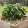 Fragaria X Ananassa Tristan Strawberry