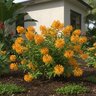 Cestrum x Orange Peel Jessamine