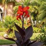 Canna X Generalis Black Knight Canna Lily
