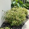 Pleioblastus Pygmaeus var. Distichus Wooster's Dwarf Fernleaf Bamboo