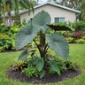 Alocasia X Sumo Elephant Ear