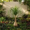 Nolina Recurvata Ponytail Palm