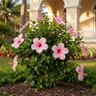 Hibiscus rosa-sinensis Anderson Crepe Tropical Hibiscus