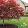 Acer palmatum Hefner's Red Japanese Maple