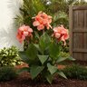 Canna X Generalis Tropical Salmon Canna Lily