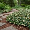 Gaultheria procumbens Winter Fiesta Wintergreen