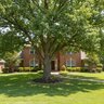 Quercus Stellata Post Oak