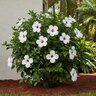 Hibiscus Rosa-Sinensis White Wings Tropical Hibiscus
