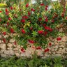 Mandevilla Hybrida Bella Grande Red Mandevilla