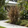 Cordyline Banksii Sprilecstar Electric Star Dracaena
