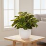 Maranta Leuconeura Lemon Lime Prayer Plant
