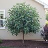 Ficus Carica Little Miss Figgy Fig