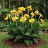 Canna X Generalis Yellow King Humbert Canna Lily