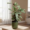 Calathea Majestica White Star Calathea