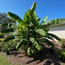 Musa acuminata x balbisiana Blue Java Ice Cream Banana