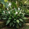 Anthurium Andraeanum White Flamingo Flower