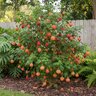 Abutilon X Hybridum Roseus Flowering Maple