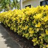Codiaeum Variegatum Yellow Petra Croton