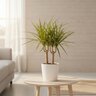 Dracaena Marginata Ray of Sunshine Dracaena