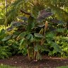 Musa Acuminata Zebrina Blood Banana