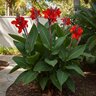 Canna x generalis Cannova Scarlet Canna Lily