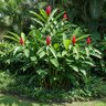 Alpinia Purpurata Red Ginger
