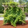 Vitis Rotundifolia Cowart Muscadine Grape