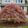 Acer Palmatum Olsens Frosted Strawberry Japanese Maple